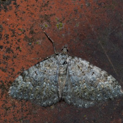 Coenotephria salicata (píďalka siřišťová), Hornek