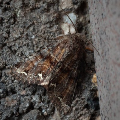 Ceramica pisi (můra hrachová), IT, Pfelders - Plan, Jižní Tyrolsko