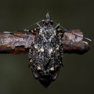 Diurnea fagella (šedivěnka jarní), Podkomorské lesy, Kopeček