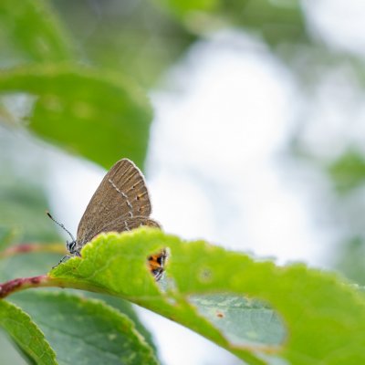 Satyrium pruni (ostruháček švestkový), NPR Mohelenská hadcová step