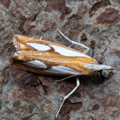 Catoptria pinella (travařík metlicový), PP Kamenný vrch u Kurdějova