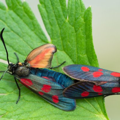 Zygaena viciae (vřetenuška komonicová), SK, Štôla