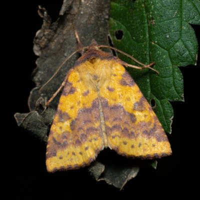 Xanthia togata (zlatokřídlec jívový), PP Střelická bažinka