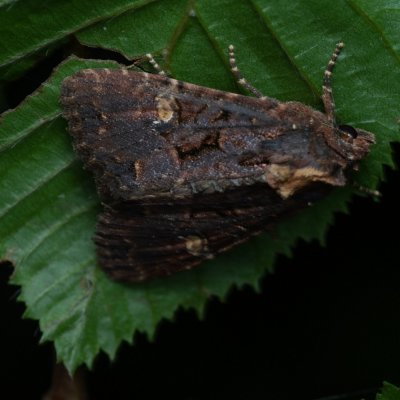 Mesapamea secalis/secalella (šedavka/přehlížená), Žebětín
