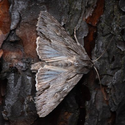 Auchmis detersa (šedavka dřišťálová), PP Černice