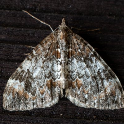 Dysstroma truncata (píďalka borůvková), SK, Štôla