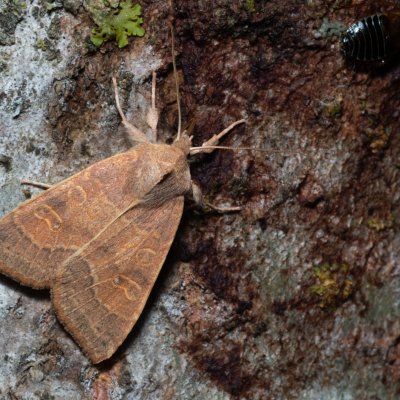 Xanthia ocellaris (zlatokřídlec topolový), Hády - odkaliště