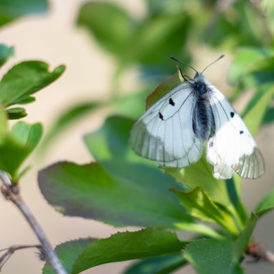 Parnassius mnemosyne (jasoň dymnivkový), Lysá hora u Ochozu
