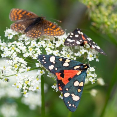 Callimorpha dominula (přástevník hluchavkový), SK, Štôla