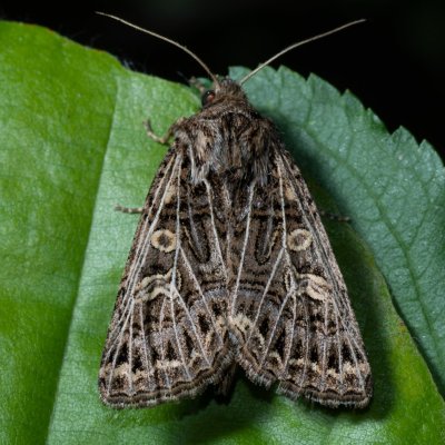 Tholera decimalis (můra jílková), Žebětín