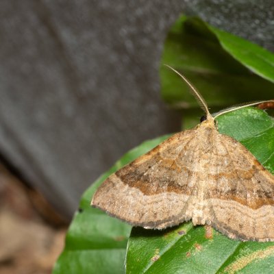 Scotopteryx chenopodiata (vlnočárník sveřepový), Augšperský potok