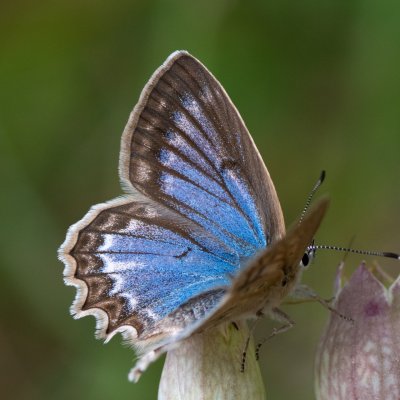 Polyommatus daphnis (modrásek hnědoskvrnný), HR, Babić Siča, Velebit
