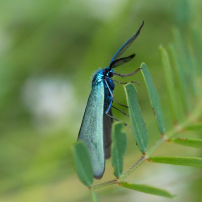 Jordanita sp., PP Skalky u Sedlece