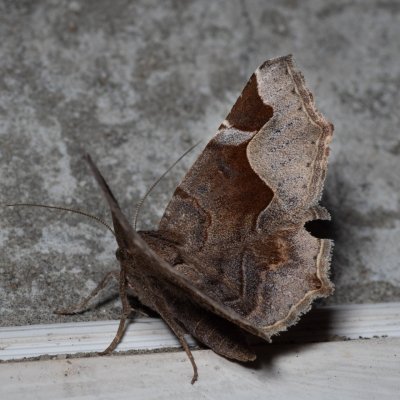 Zethes insularis (-), HR, Jablanac