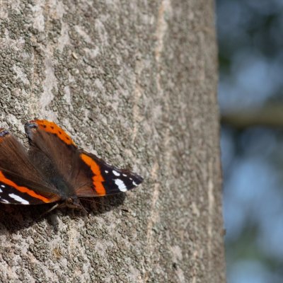 Vanessa atalanta (babočka admirál), Brno - Pisárky
