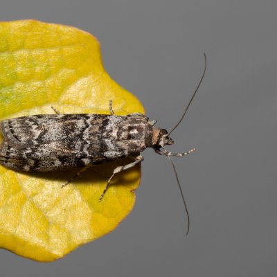 Dioryctria abietella (zavíječ smrkový), Hády