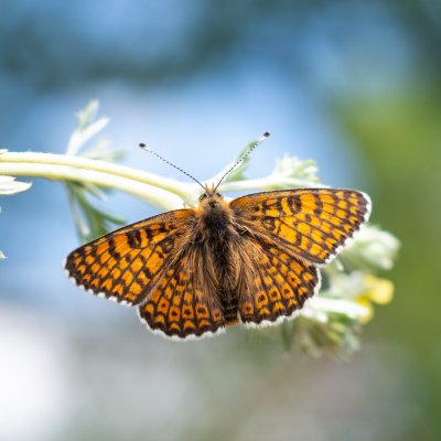Melitaea cinxia (hnědásek kostkovaný), PR Biskoupský kopec
