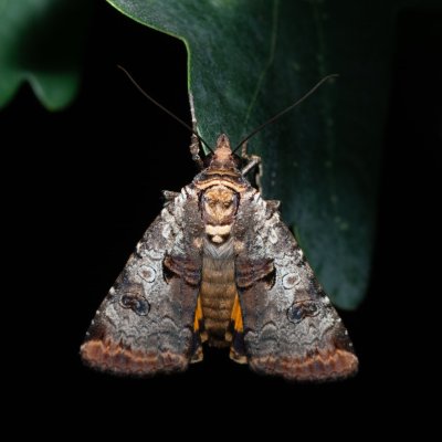 Epilecta linogrisea (osenice žlutošedá), pískovna u Mušlova