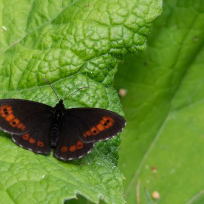 okáč, SK, u PR Brezina, Tatry
