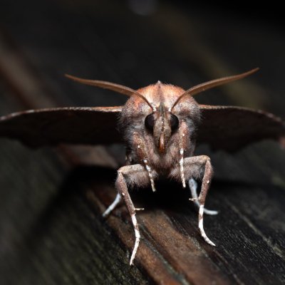 Scoliopteryx libatrix (sklepnice obecná) , IT, San Leonardo, Jižní Tyrolsko