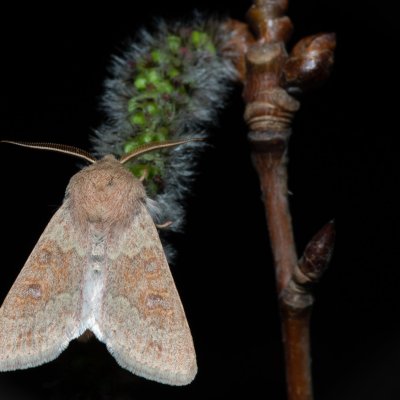 Orthosia miniosa (jarnice zardělá), Kývalka