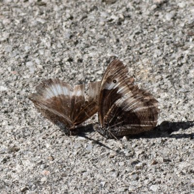 Hipparchia fagi (okáč medyňkový), HR, Jablanac