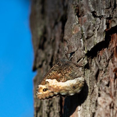 Hipparchia fagi (okáč medyňkový), PR Kamenný vrch