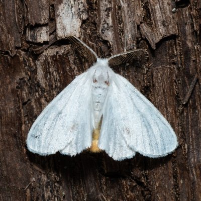 Euproctis similis (bekyně pižmová), Hodonín - Zbrod