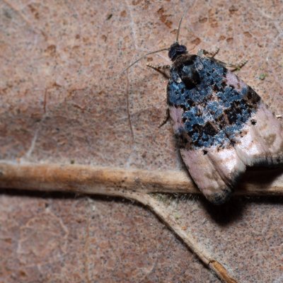 Hedya atropunctana (-), PP Bobrava