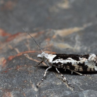 Ypsolopha sequella (člunkovec lesní), Hády - lesní lom