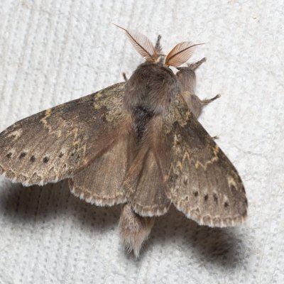 Stauropus fagi (hranostajník bukový), Augšperský potok