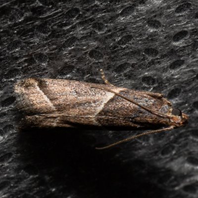 Nyctegretis lineana (-), PP Na cvičišti