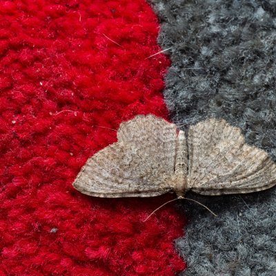 Philereme vetulata (píďalka řešetláková), Žebětín