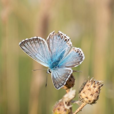 Polyommatus coridon (modrásek vikvicový), PP Černice
