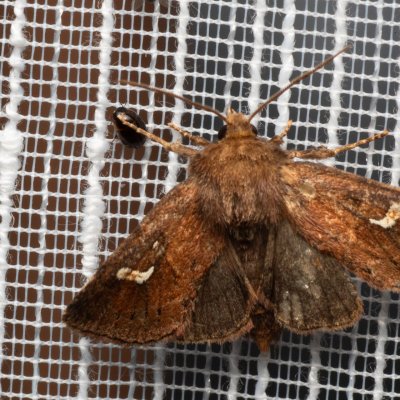 Phragmatiphila nexa (rákosnice ostřicová), PP Bobrava