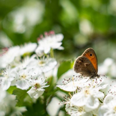 Coenonympha pamphilus (okáč poháňkový), Říčky v Orlických horách