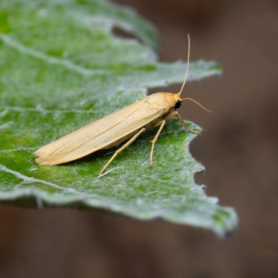 Eilema pygmaeola (lišejníkovec běločelný), NPP Červený kopec
