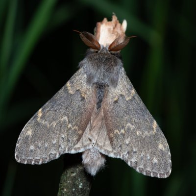Stauropus fagi (hranostajník bukový), Kobylí