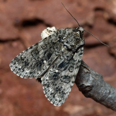 Acronicta rumicis (šípověnka hojná), Podkomorské lesy, Kopeček