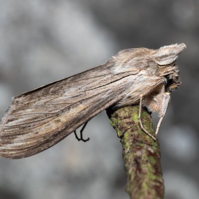 Cucullia umbratica (kukléřka mléčová), PR Svatý kopeček