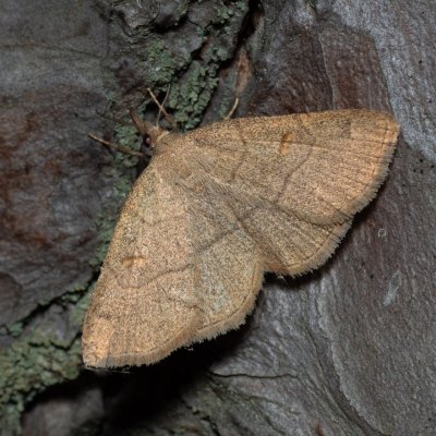 Paracolax tristalis (žlutavka hnědočárná), Žebětín