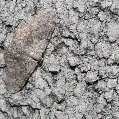 Scopula confinaria (-), HR, Jablanac