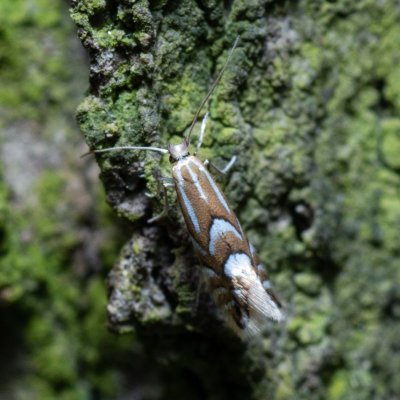 Phyllonorycter sp., Kývalka