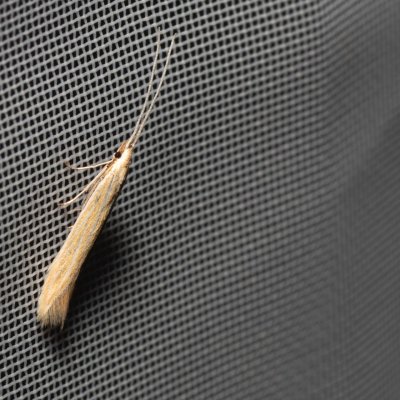 Coleophora sp., NPP Malhotky