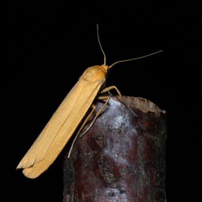 Eilema pygmaeola (lišejníkovec běločelný), PP Na cvičišti