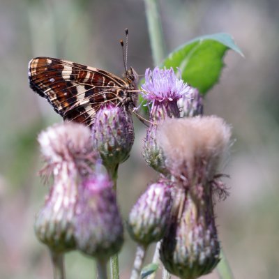 Araschnia levana (babočka síťkovaná), údolí Jihlavy u Třebíče