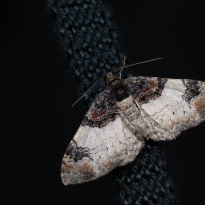 Catarhoe cuculata (píďalka hnědoskvrnná), PP Střelická bažinka