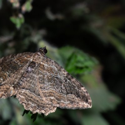 Philereme transversata (píďalka krušinová), NPP Pouzdřanská step - Kolby