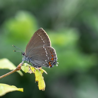 Satyrium ilicis (ostruháček česvinový), Podkomorské lesy