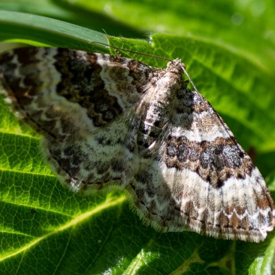 Epirrhoe alternata (píďalka obecná) Lysá hora u Ochozu